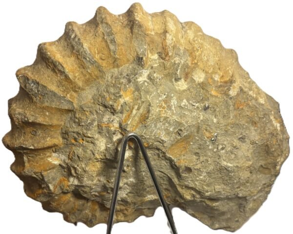 Ammonite specimen 33 sians emporium Ammonite specimen 33