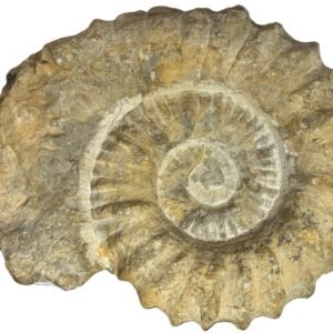 Ammonite specimen 34
