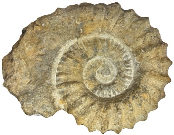 Ammonite specimen 34 sians emporium Ammonite specimen 34