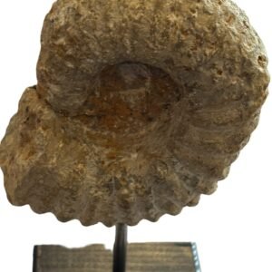 Ammonite stand 2 1 sians emporium Ammonite stand 2 1