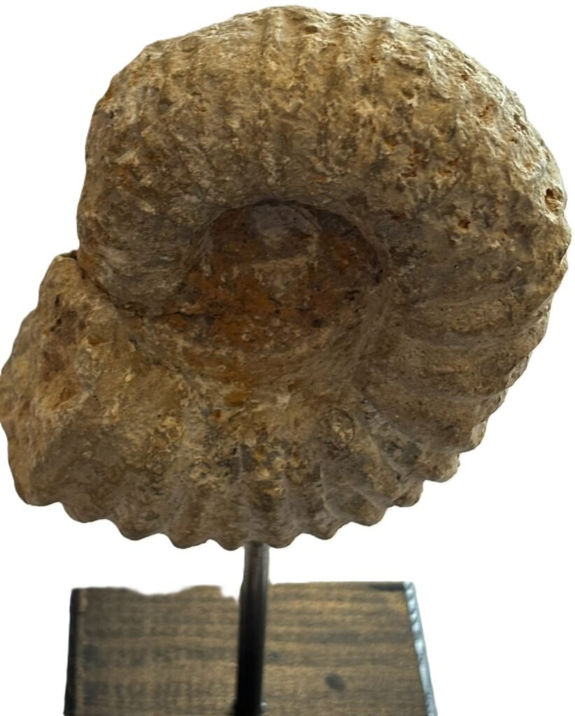 Ammonite stand 2 1 sians emporium Ammonite stand 2 1
