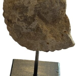 Ammonite stand 2 2 sians emporium Ammonite stand 2 2
