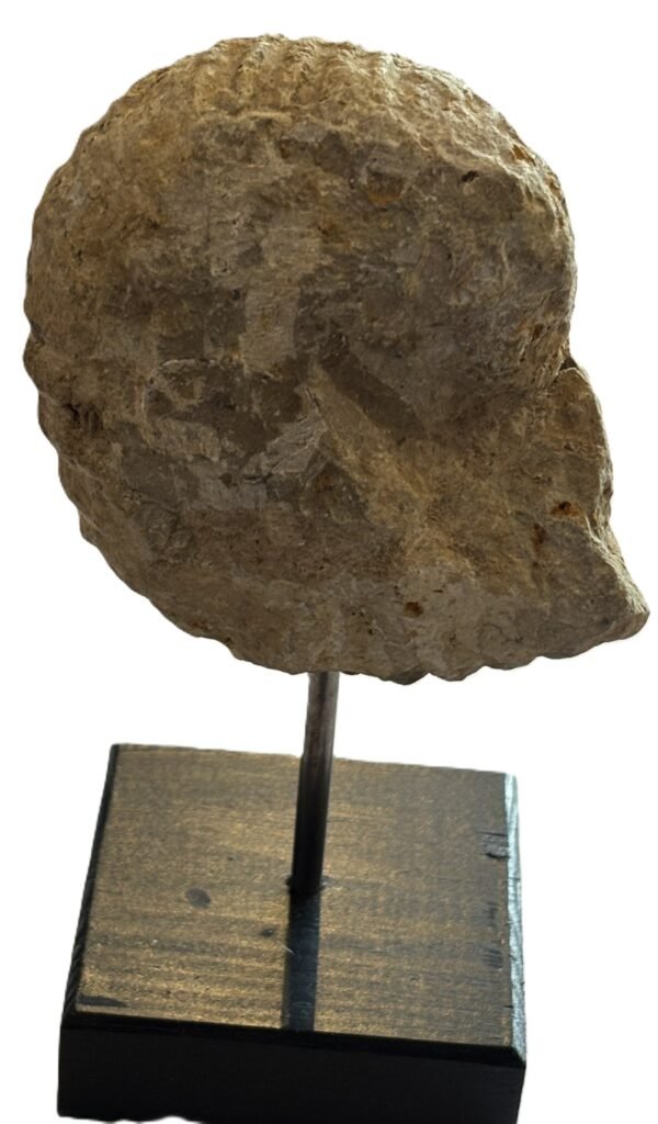 Ammonite stand 2 2 sians emporium Ammonite stand 2 2