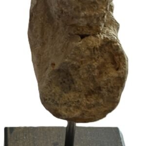 Ammonite stand 2 3 sians emporium Ammonite stand 2 3