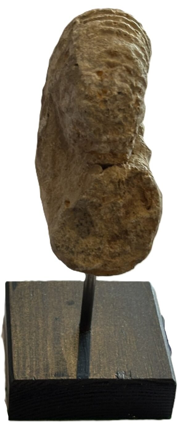 Ammonite stand 2 3 sians emporium Ammonite stand 2 3