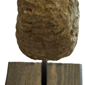 Ammonite stand 2 4 sians emporium Ammonite stand 2 4