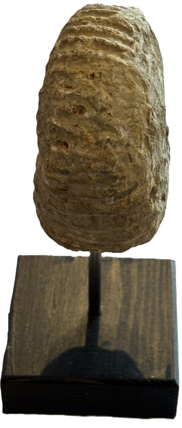 Ammonite stand 2 4 sians emporium Ammonite stand 2 4