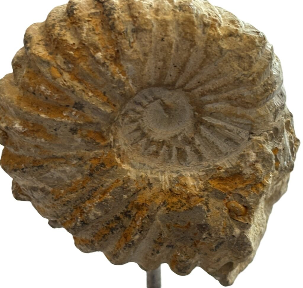 Ammonite stand 3 1 sians emporium Ammonite stand 3 1