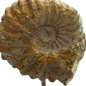 ammonite stand 3.1