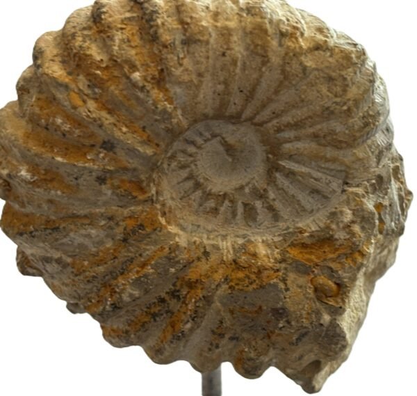 Ammonite stand 3 1 sians emporium Ammonite stand 3 1