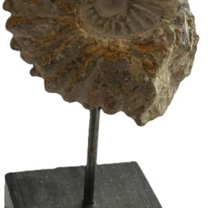 Ammonite stand 3 2 sians emporium Ammonite stand 3 2