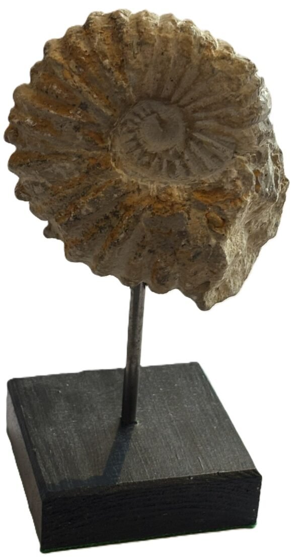 Ammonite stand 3 2 sians emporium Ammonite stand 3 2