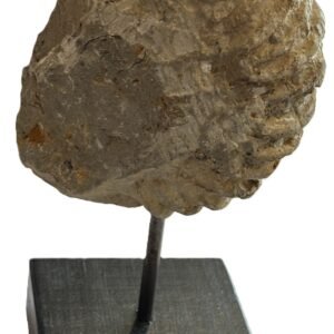 Ammonite stand 3 3 sians emporium Ammonite stand 3 3