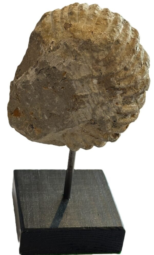 Ammonite stand 3 3 sians emporium Ammonite stand 3 3