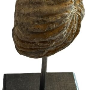 Ammonite stand 3 4 sians emporium Ammonite stand 3 4