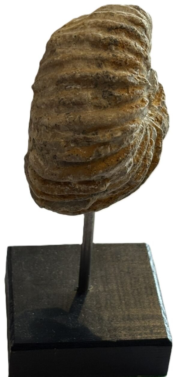 Ammonite stand 3 4 sians emporium Ammonite stand 3 4