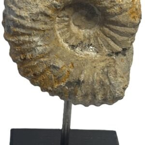 ammonite stand 4.2
