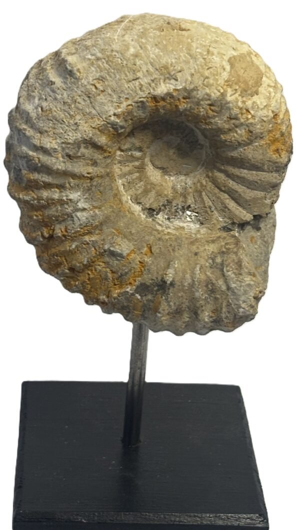 Ammonite stand 4 2 sians emporium Ammonite stand 4 2