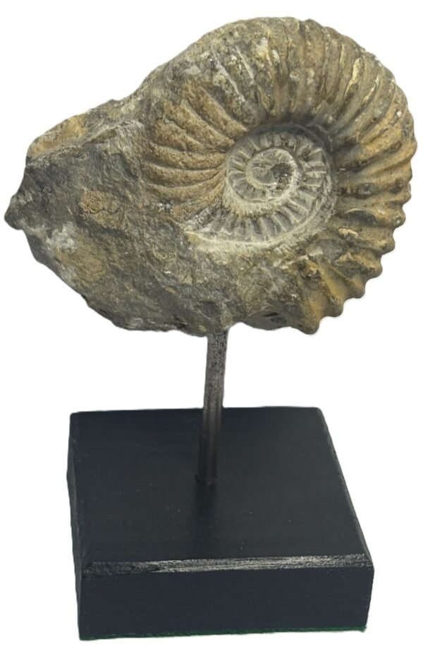 Ammonite stand 5 1 sians emporium Ammonite stand 5 1
