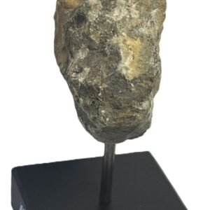 Ammonite stand 5 2 sians emporium Ammonite stand 5 2