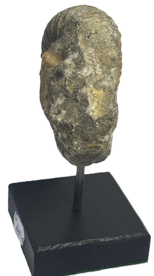Ammonite stand 5 2 sians emporium Ammonite stand 5 2
