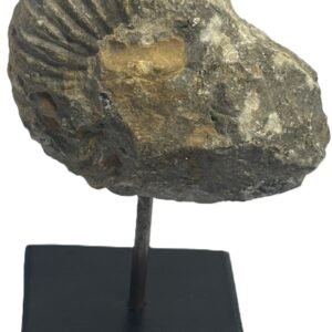 Ammonite stand 5 3 sians emporium Ammonite stand 5 3