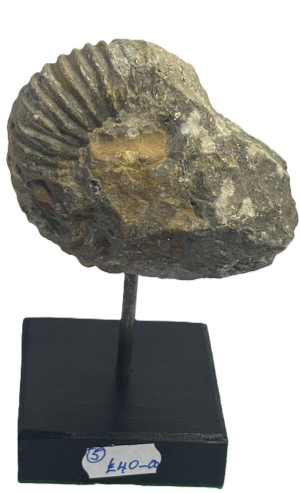 Ammonite stand 5 3 sians emporium Ammonite stand 5 3