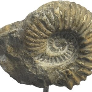Ammonite stand 5 4 sians emporium Ammonite stand 5 4