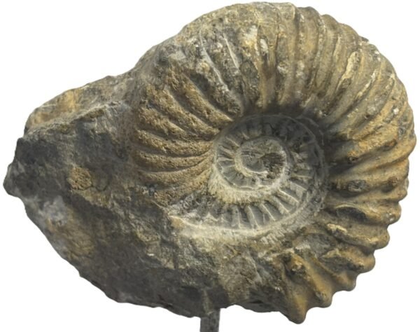 Ammonite stand 5 4 sians emporium Ammonite stand 5 4