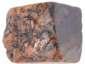 Coprolite specimen
