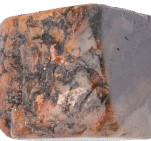 coprolite specimen