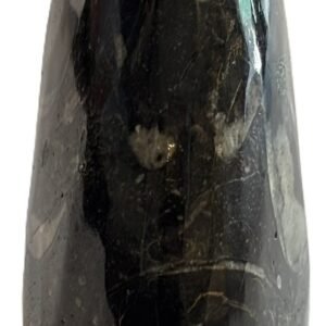 Goniatite 14
