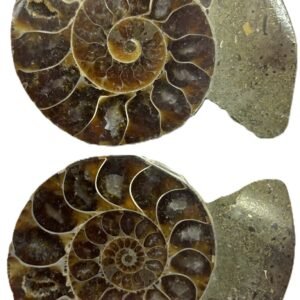 large ammonite pair 6.2