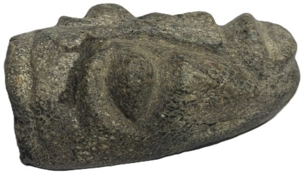 Mastodon bone face e1 sians emporium Mastodon bone face e1