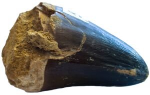 Mosasaur tooth 1