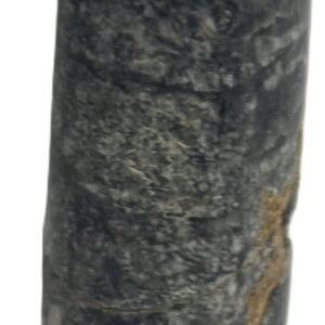 Orthoceras tail 7 3 sians emporium Orthoceras tail 7 3