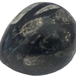 Orthoceras egg 1 1