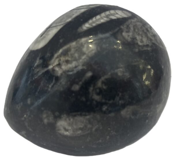 Orthoceras egg 1 1 sians emporium Orthoceras egg 1 1