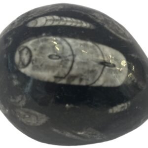 Orthoceras egg 1 2