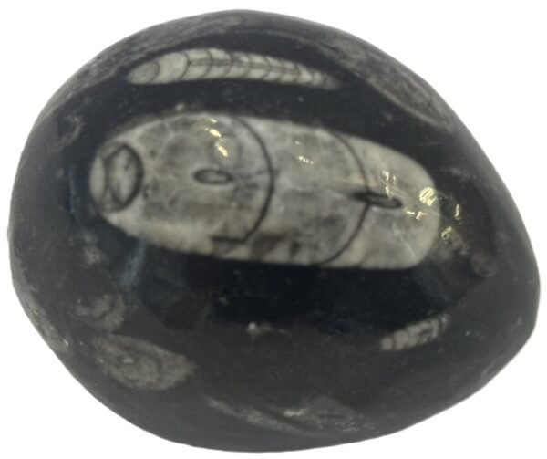 Orthoceras egg 1 2 sians emporium Orthoceras egg 1 2