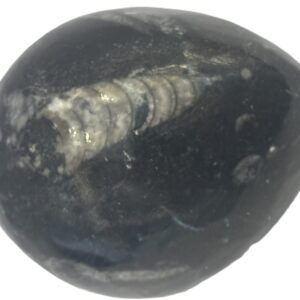 Orthoceras egg 1 3