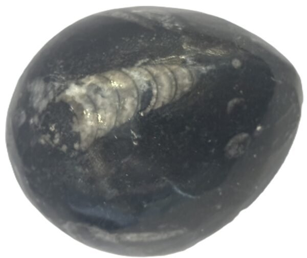 Orthoceras egg 1 3 sians emporium Orthoceras egg 1 3