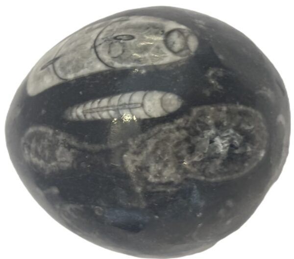 Orthoceras egg 1 4 sians emporium Orthoceras egg 1 4