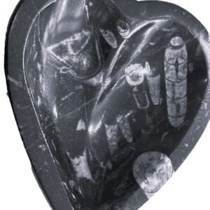 Orthoceras heart 21 sians emporium Orthoceras heart 21
