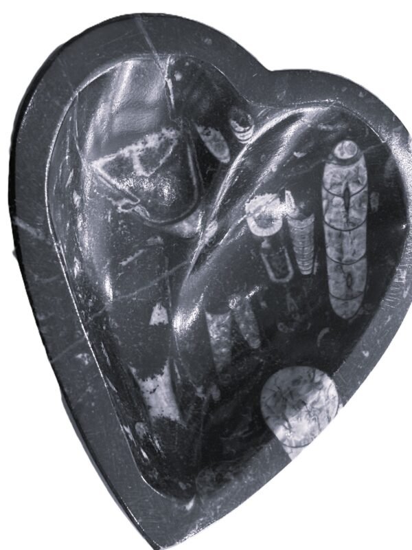 Orthoceras heart 21 sians emporium Orthoceras heart 21