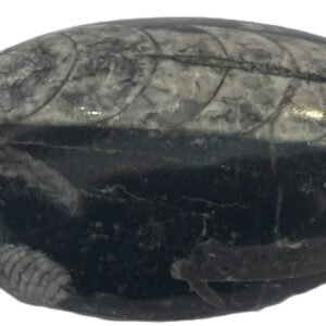 Orthoceras pebble 1.1