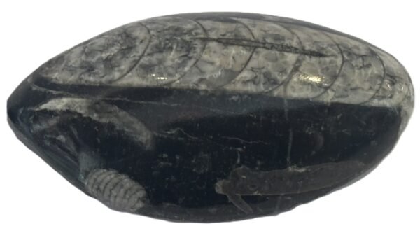 Orthoceras pebble 1 1 sians emporium Orthoceras pebble 1 1