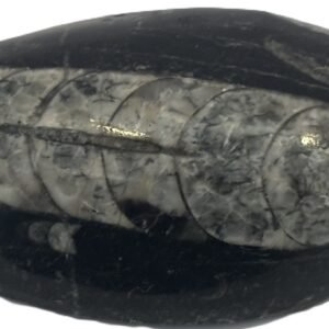 Orthoceras pebble 1 2