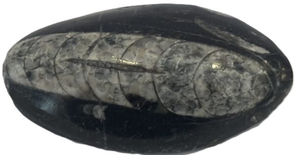 Orthoceras pebble 1 2 sians emporium Orthoceras pebble 1 2