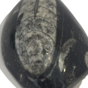 Orthoceras pebble 1 3